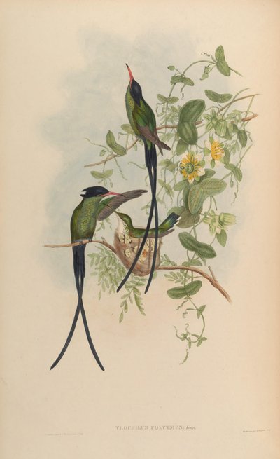 Trochilus polytmus by John Gould